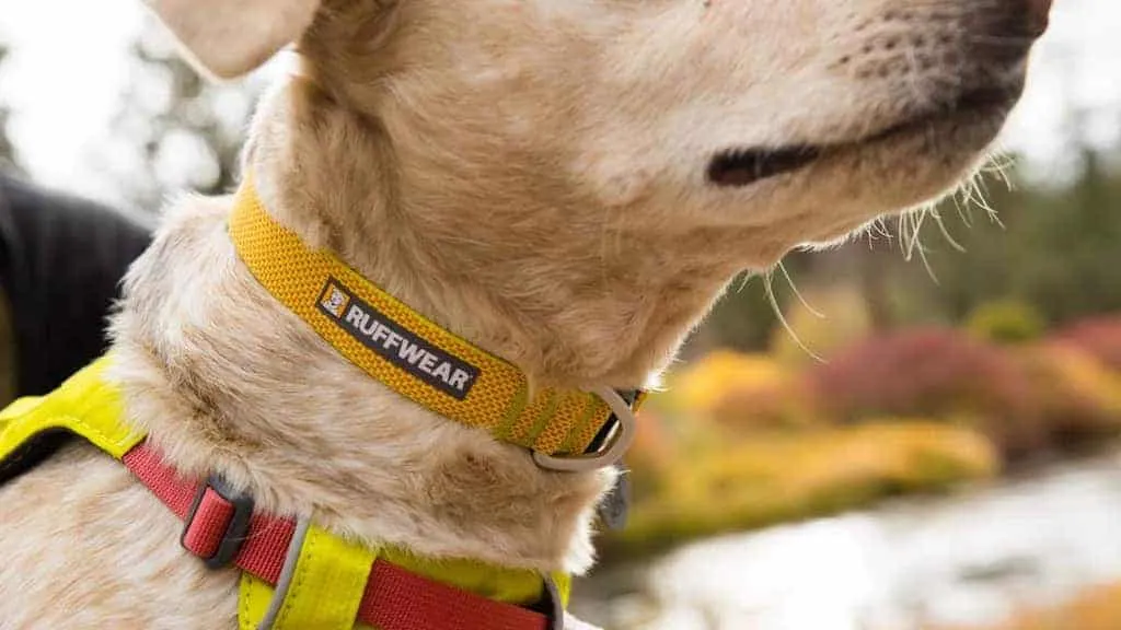 Hi & Light Dog Collar - Lightweight & Secure